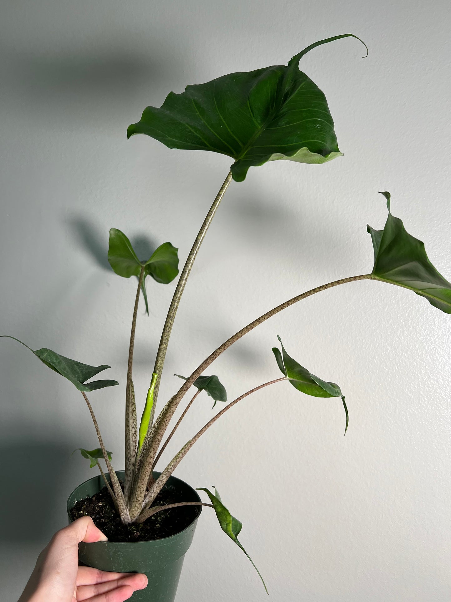 6” Alocasia Stingray