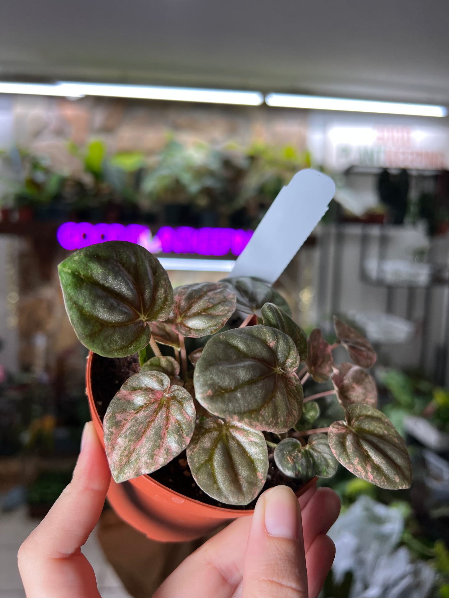 4” Peperomia Pink Lady