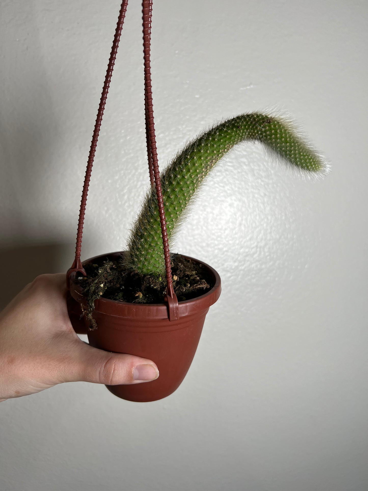 4” Monkey Tail Cactus Hanging Basket