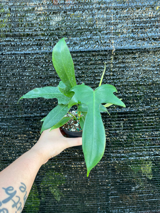 4” Philodendron Florida Green