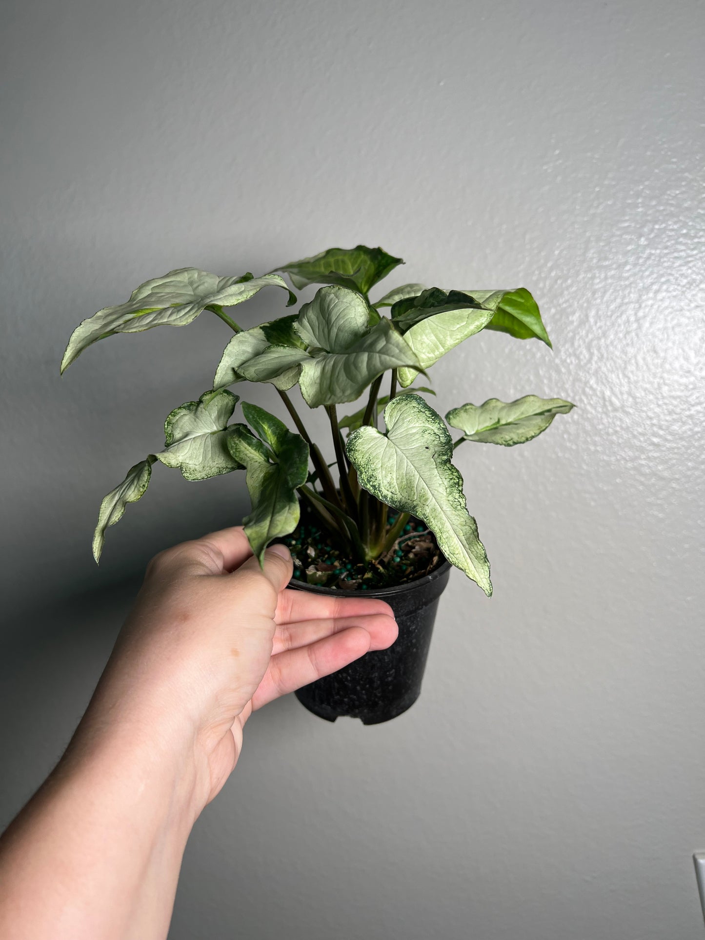 4” Syngonium Three Kings