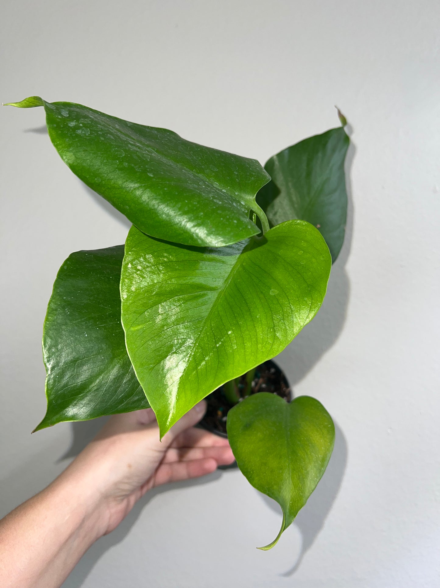 4” Monstera Sierrana