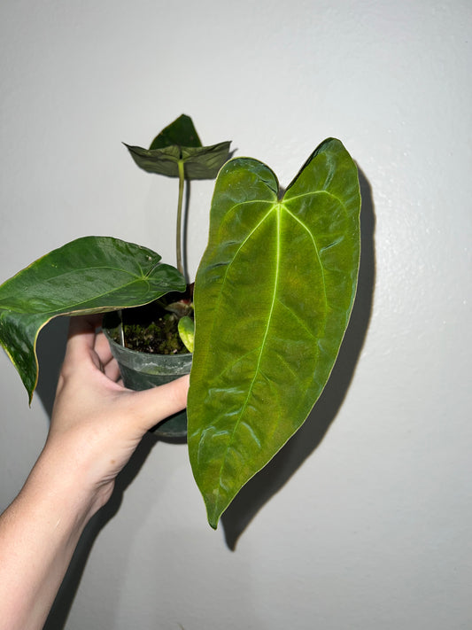 4” Anthurium Papillilaminum X Hot Chocolate