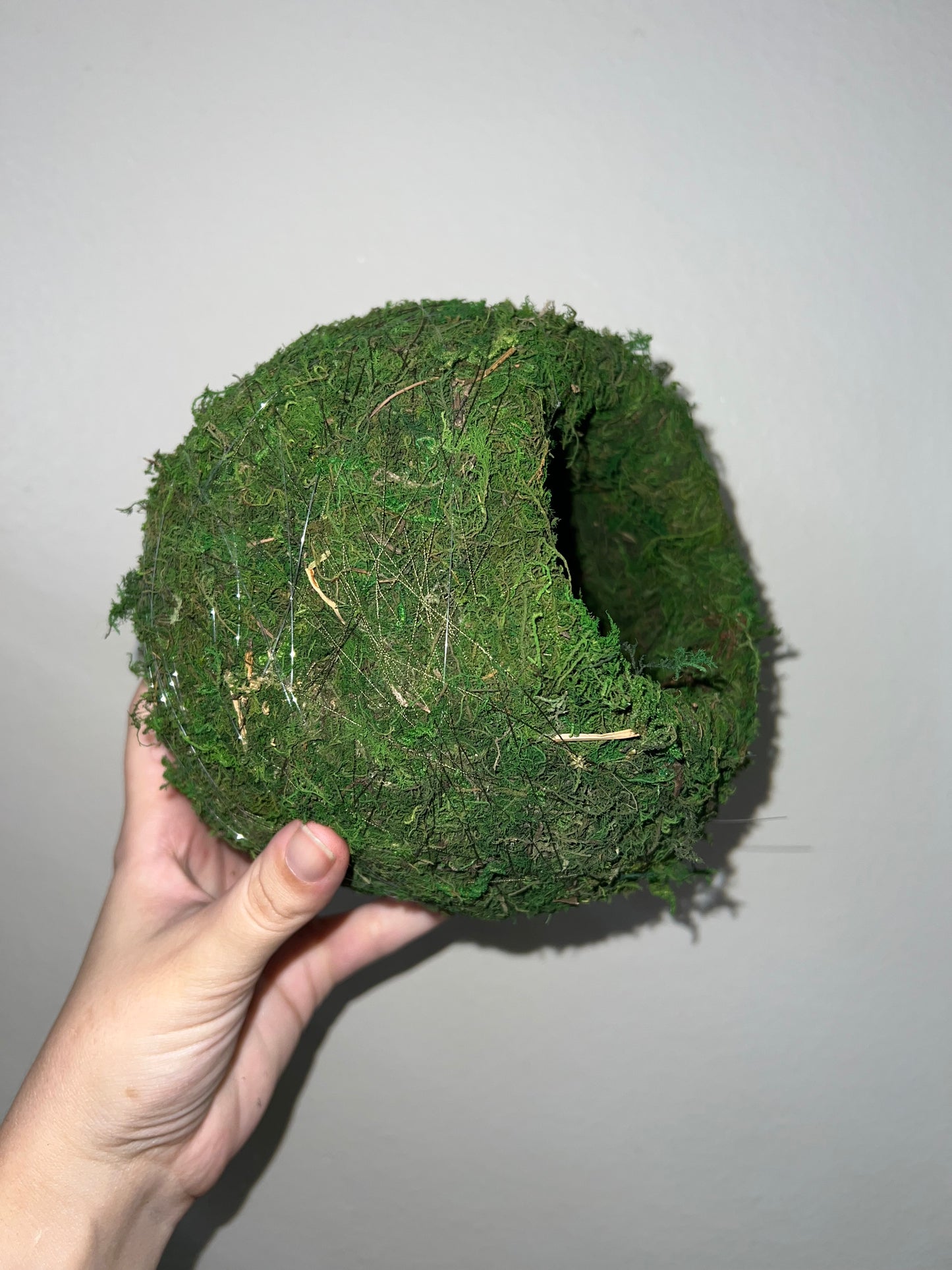 Medium Kokedoma Moss Ball