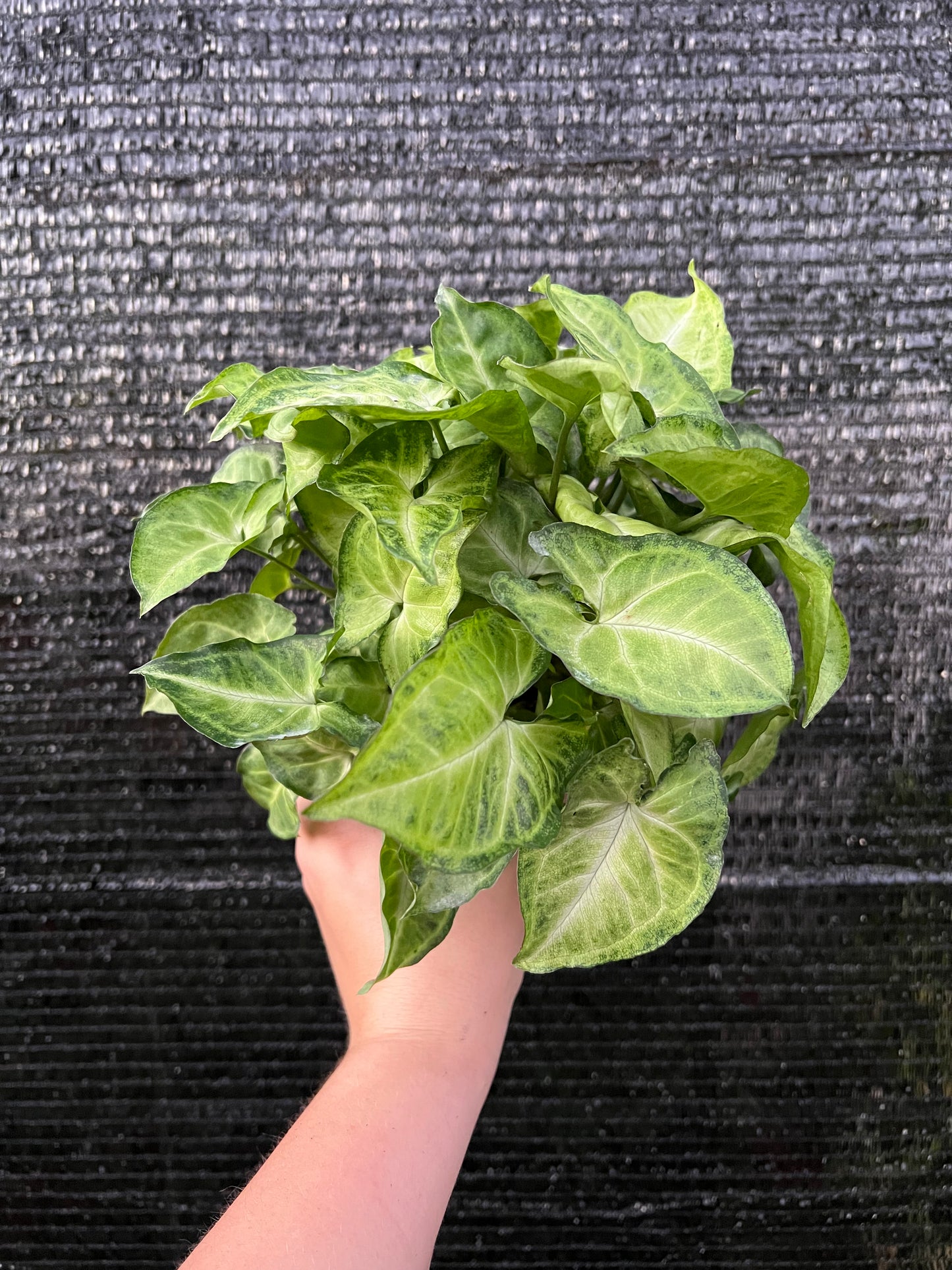 4” Syngonium White Butterfly