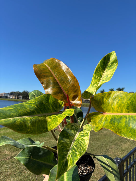 8” Philodendron Orange Marmalade