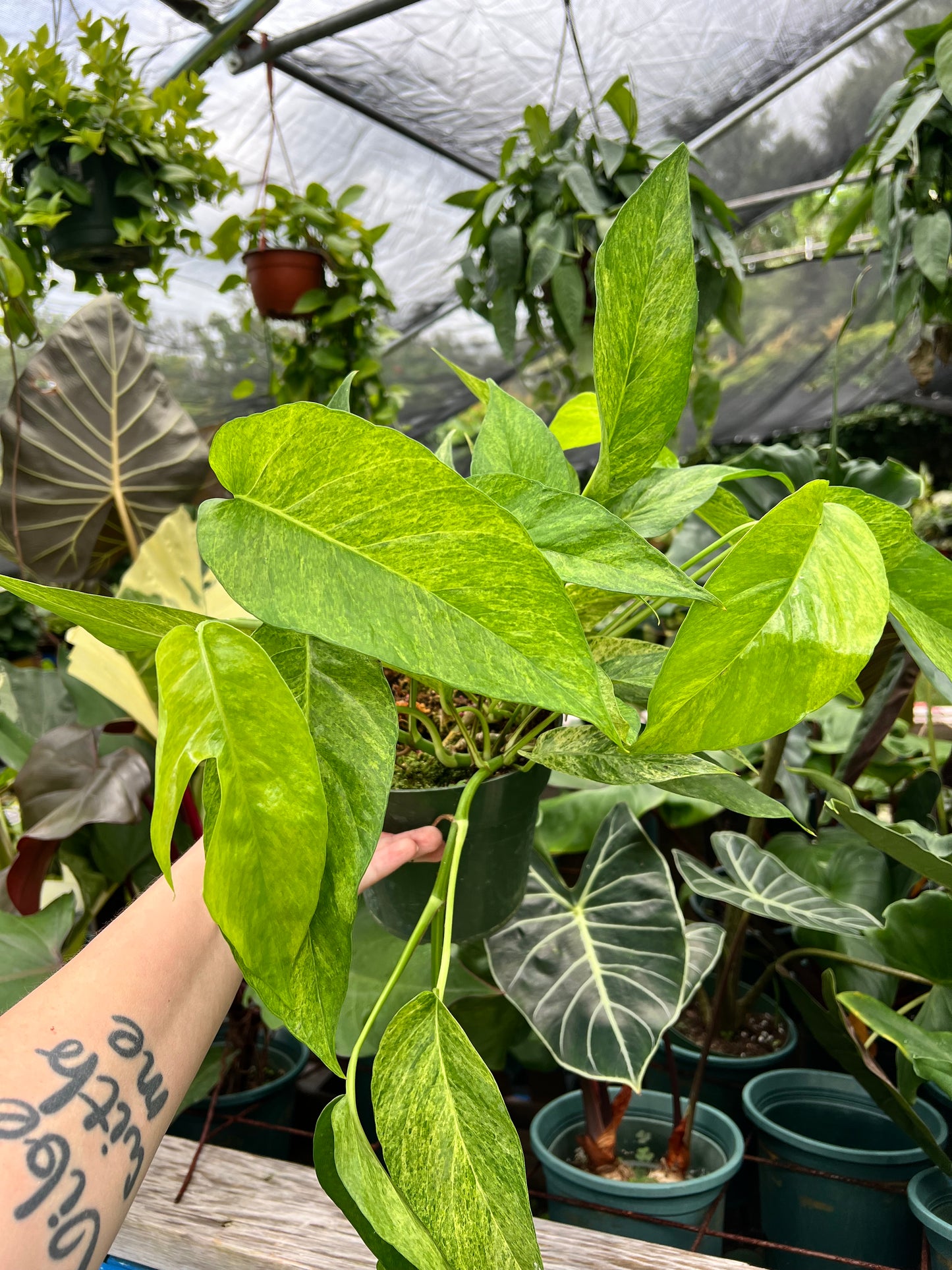 6” Epipremnum Jungle Mint