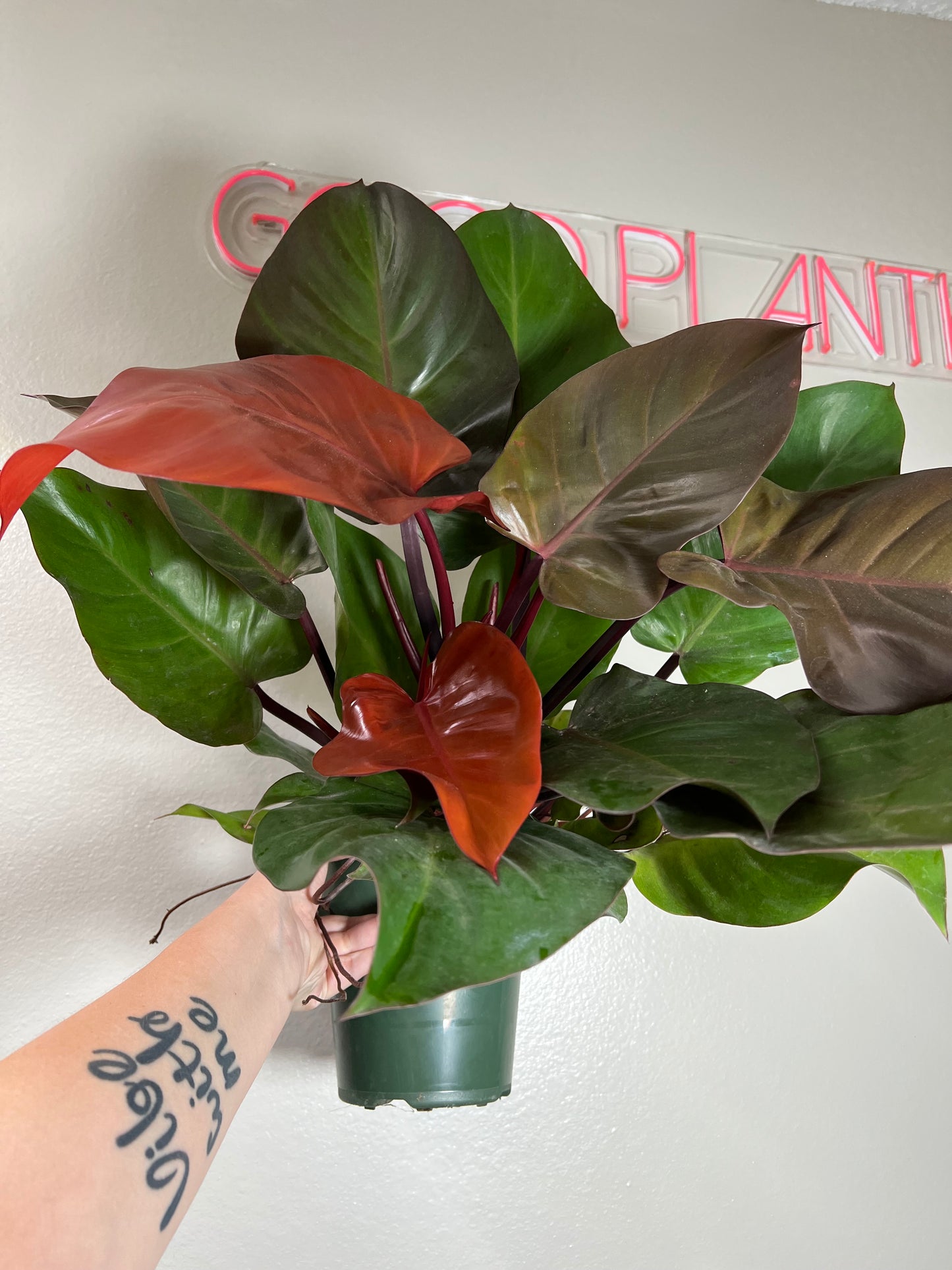 6” Philodendron McColleys Finale