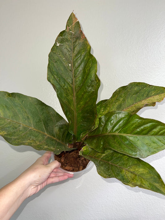 6” Anthurium Hookeri Variegated (Low Variegation)