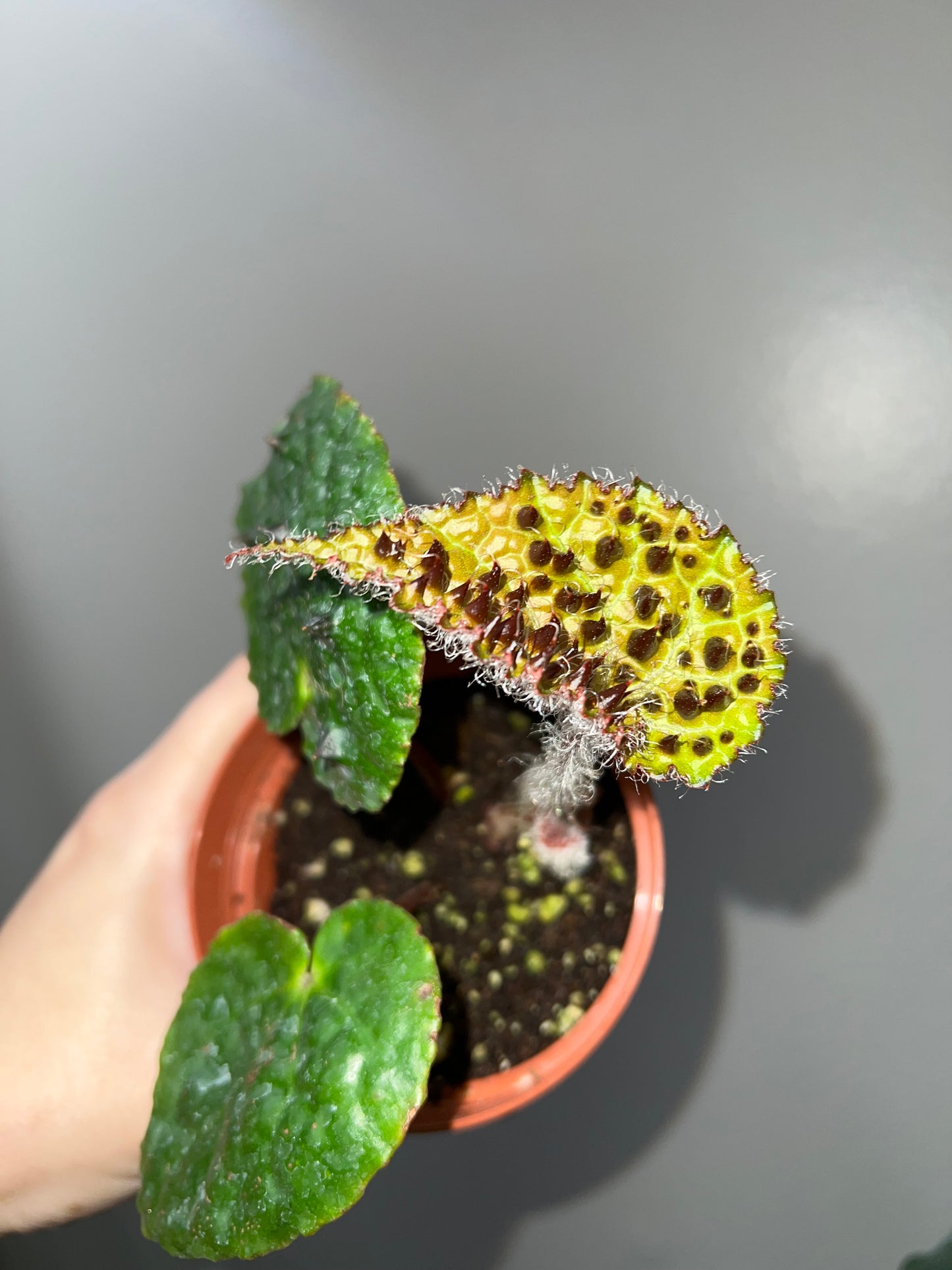 4” Begonia Ferox