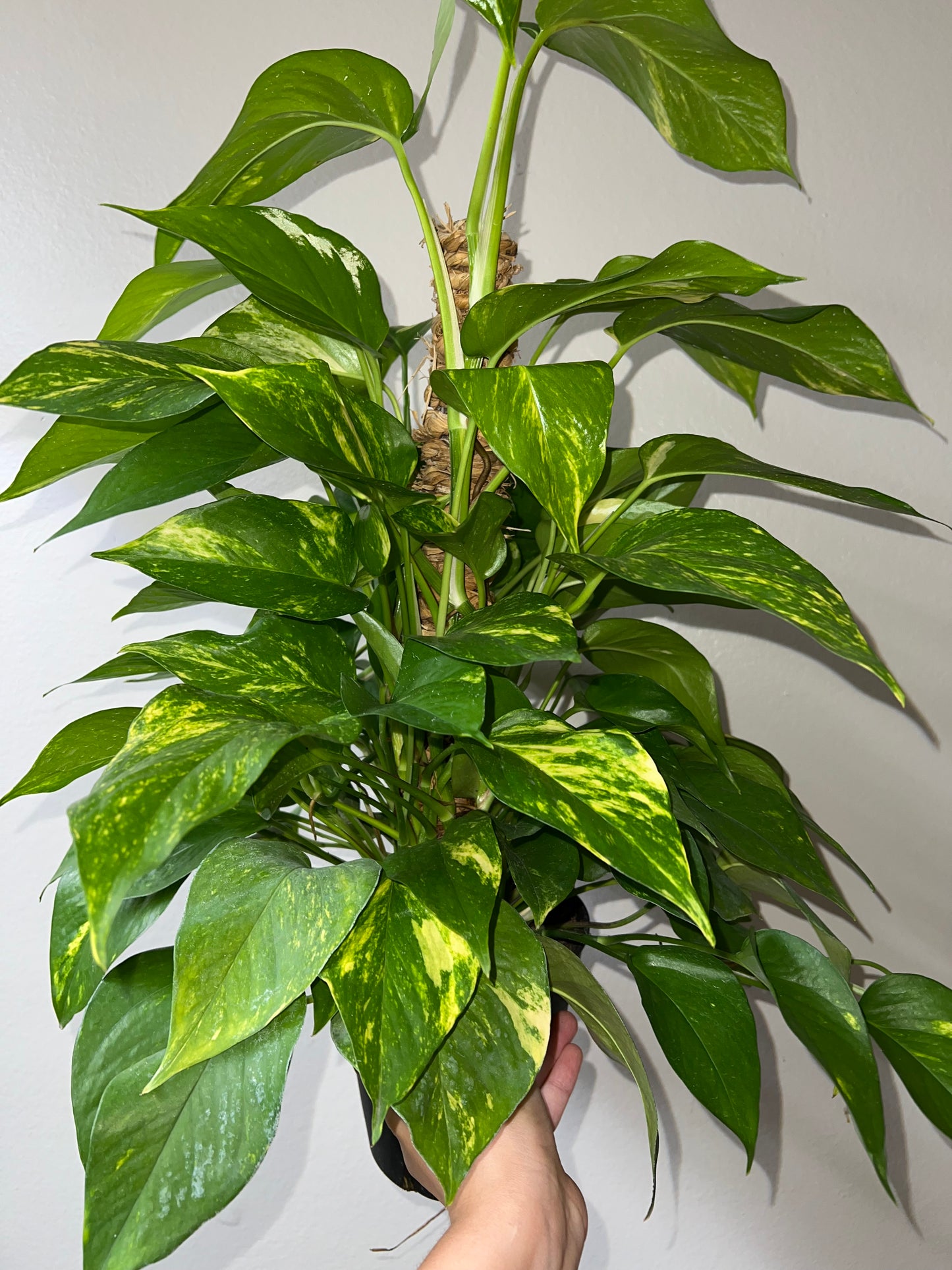 6” Golden Pothos Pole