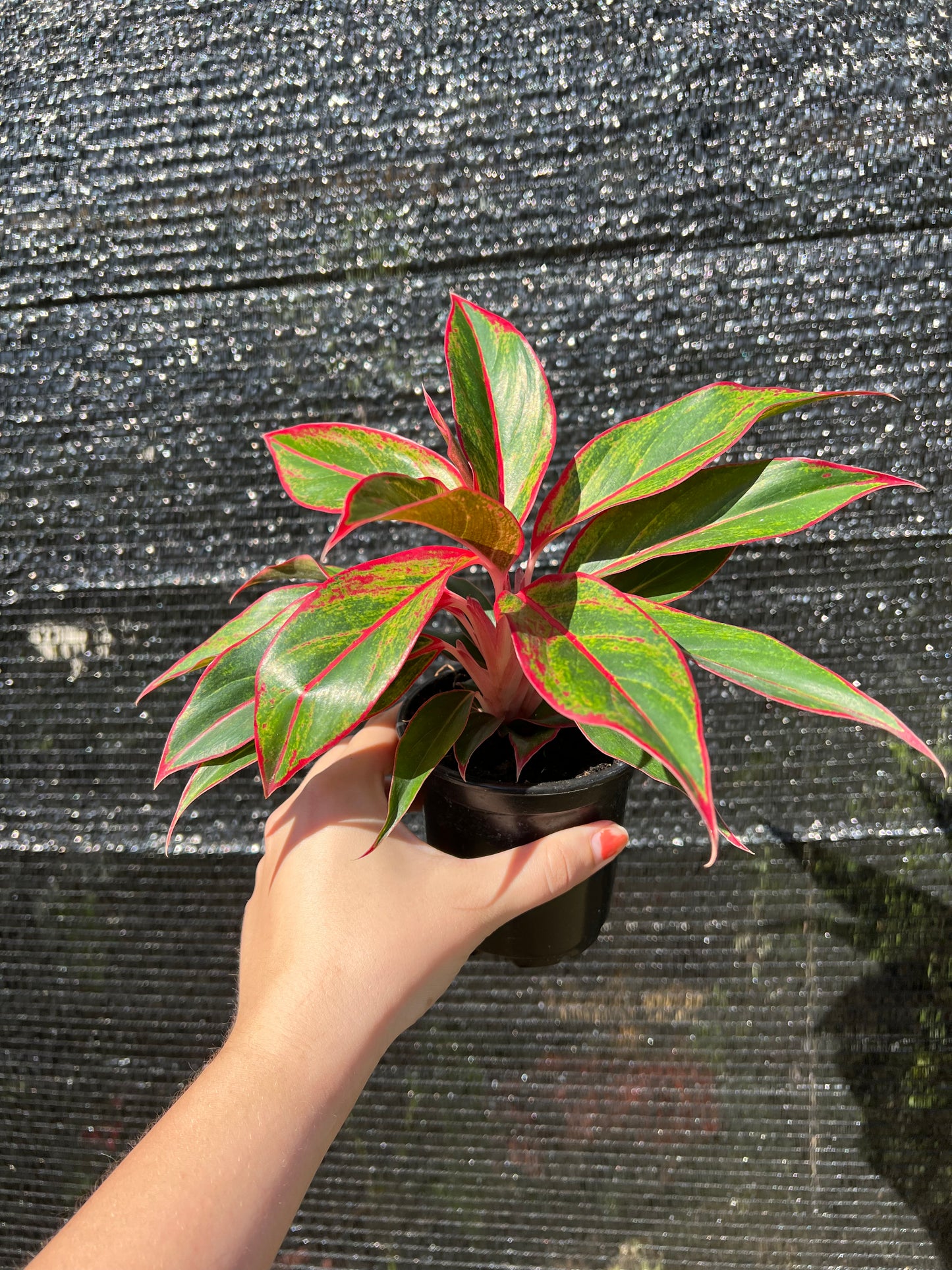 4" Aglaonema Siam Aurora