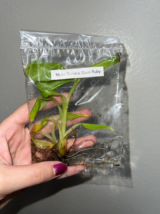 TISSUE CULTURE PLANTLET: Musa Siam Ruby