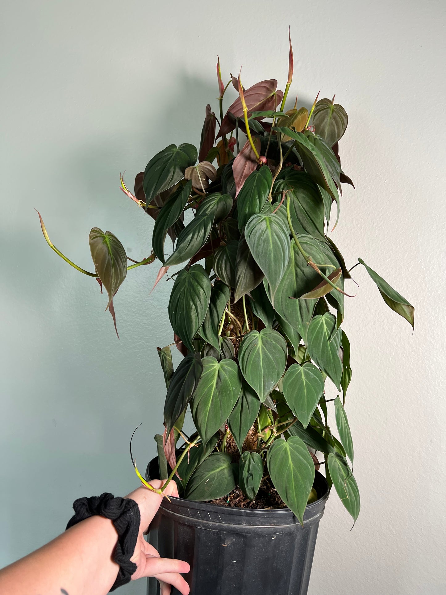 8” Philodendron Micans Pole