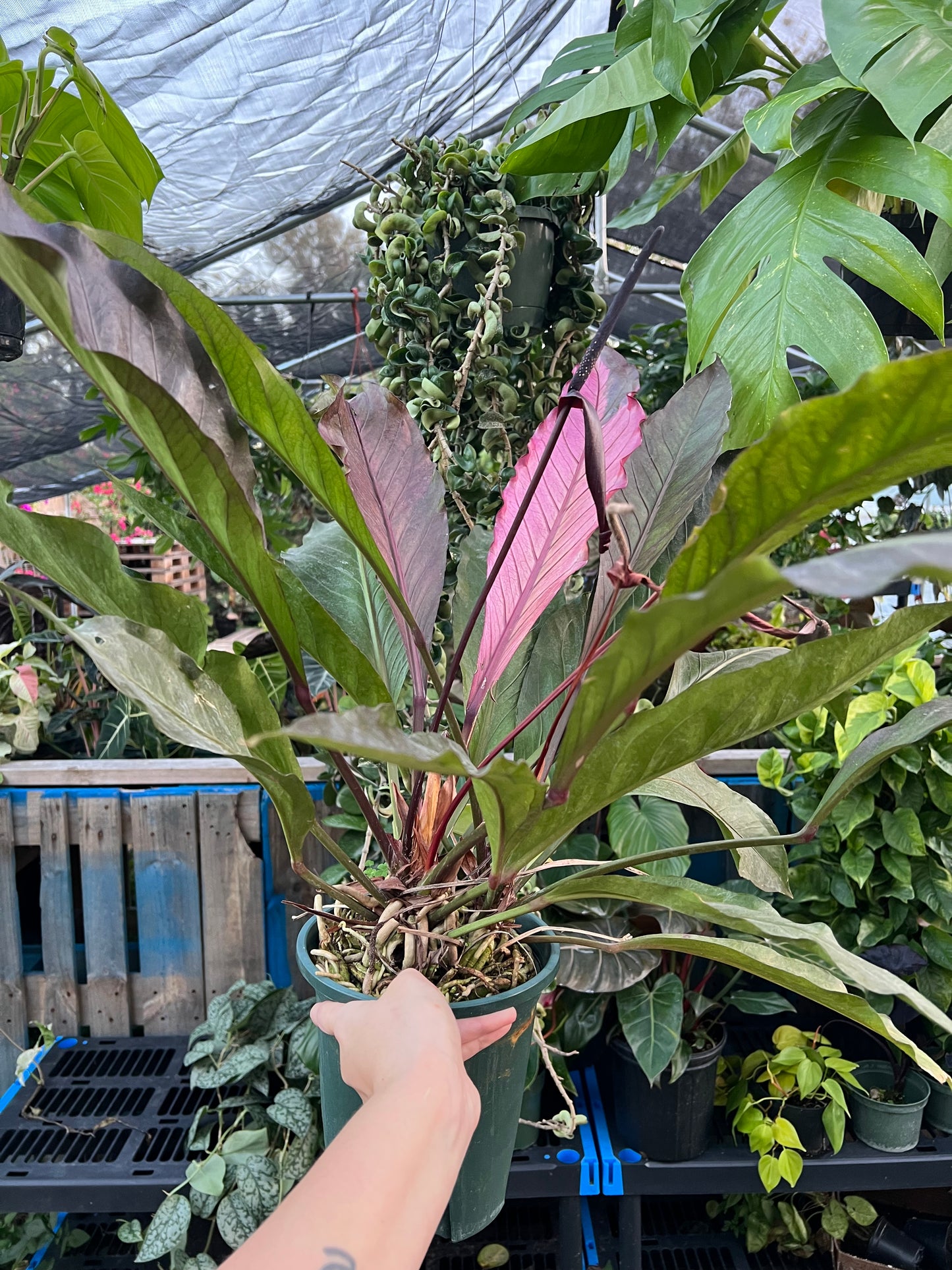 6” Variegated Anthurium Waterdragon