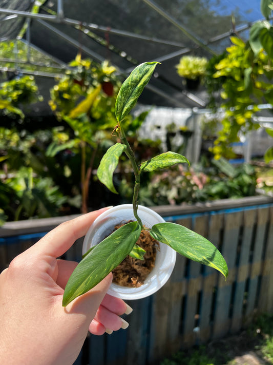 Rhapidophora Elliptica Mutation