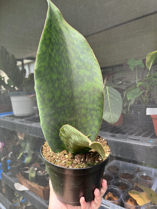 6” Sanseveria Whale Fin