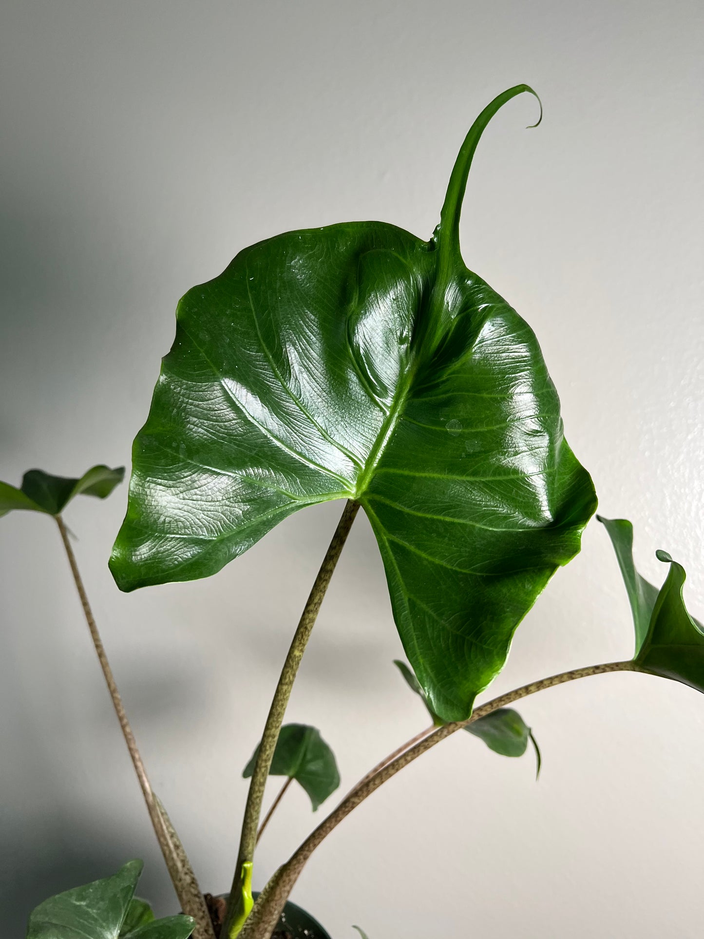 6” Alocasia Stingray