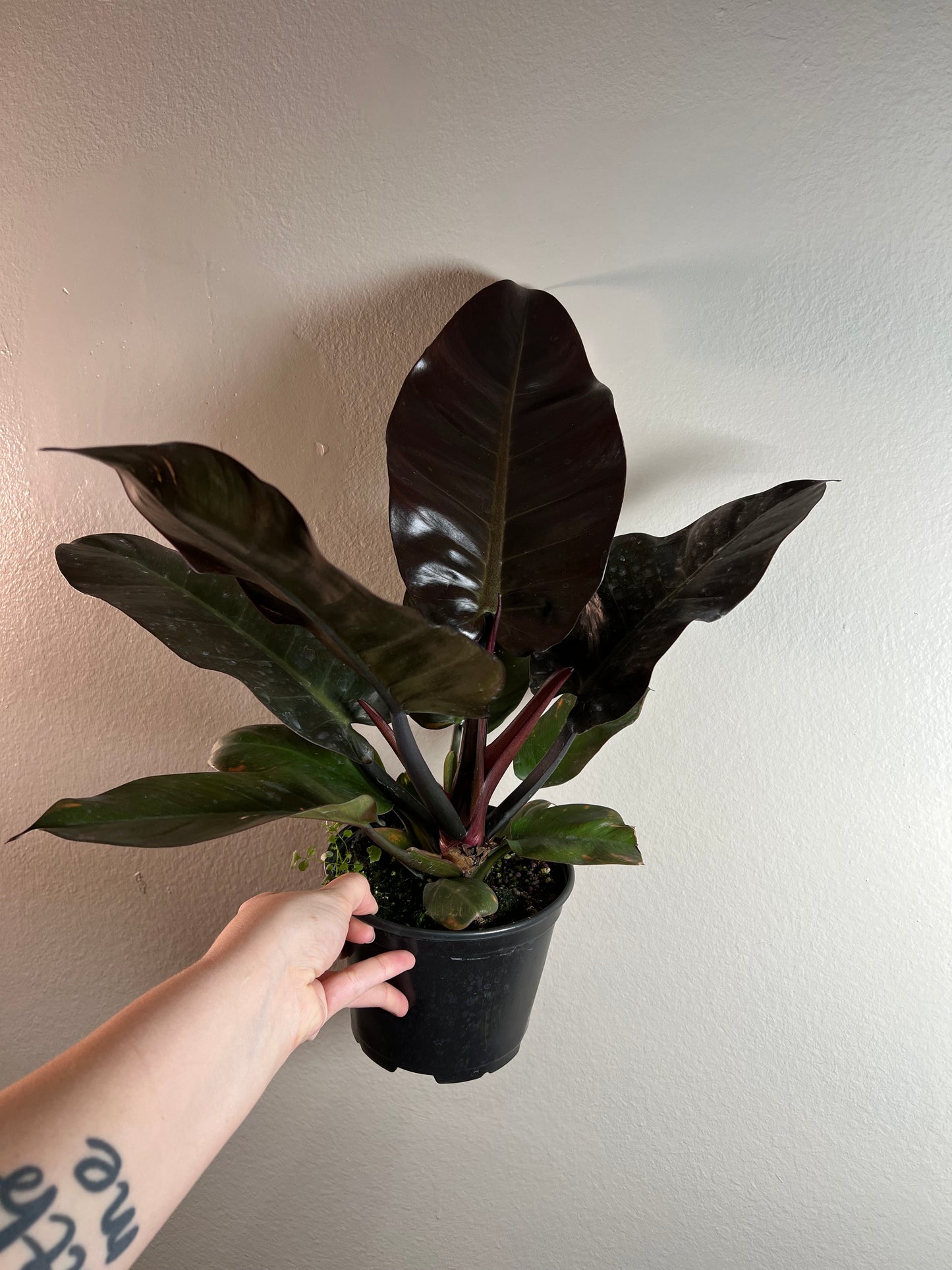 6” Philodendron Black Cardinal