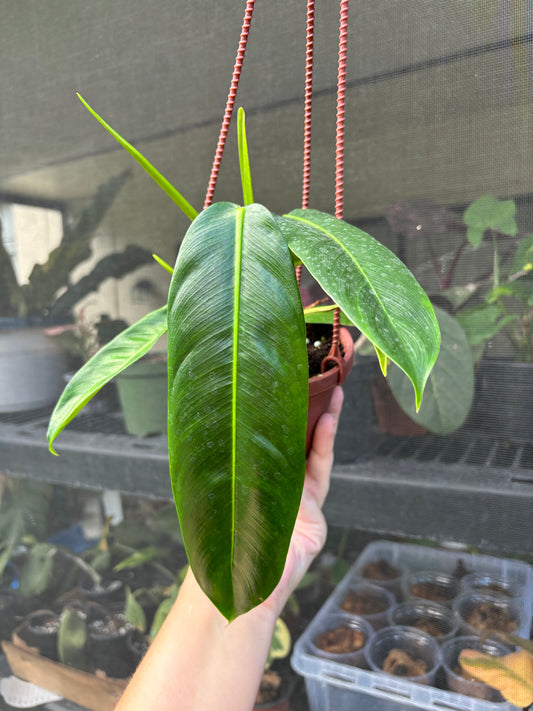 4” Philodendron Patriciae