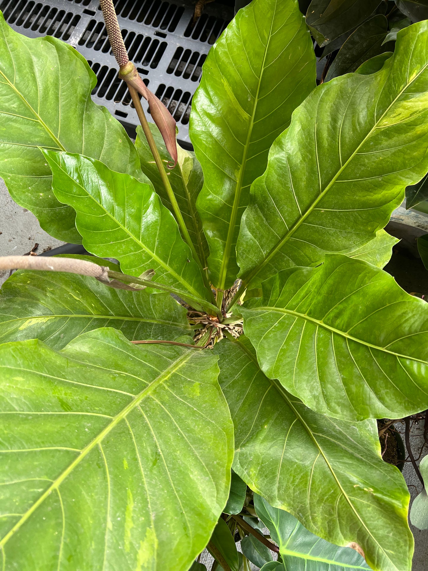 6” Variegated Anthurium Waterdragon