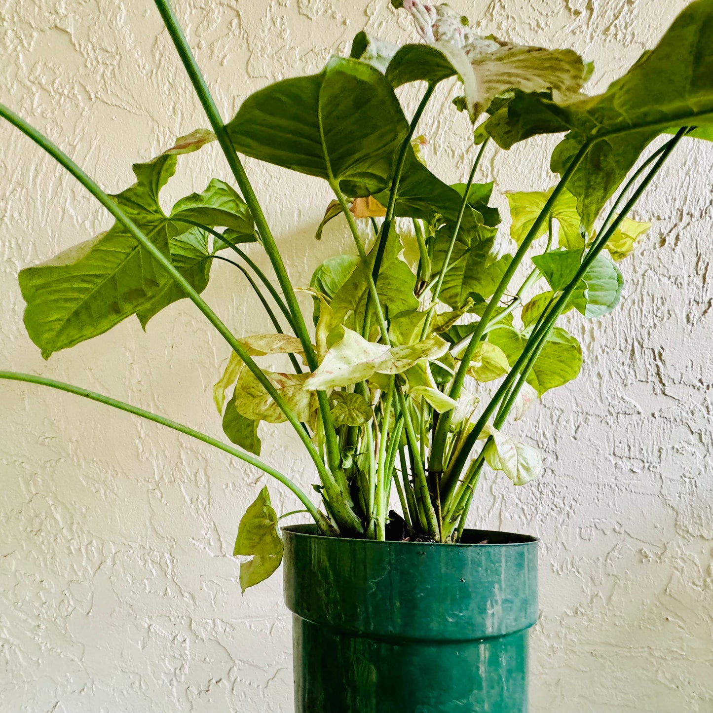 6” Syngonium Milk Confetti