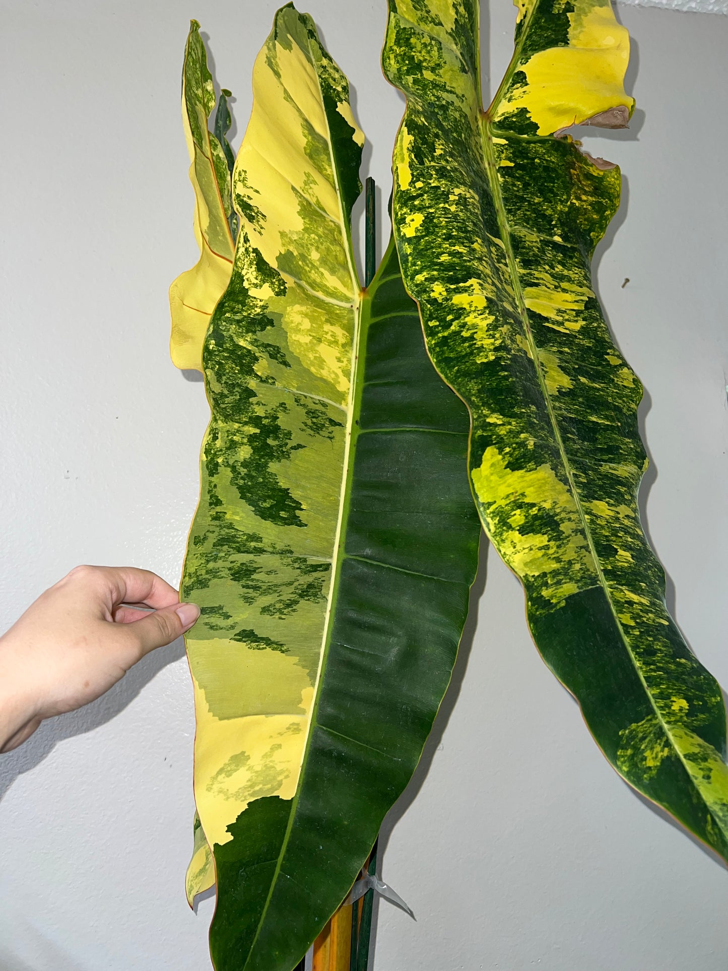 XL Philodendron Billietiae Variegata