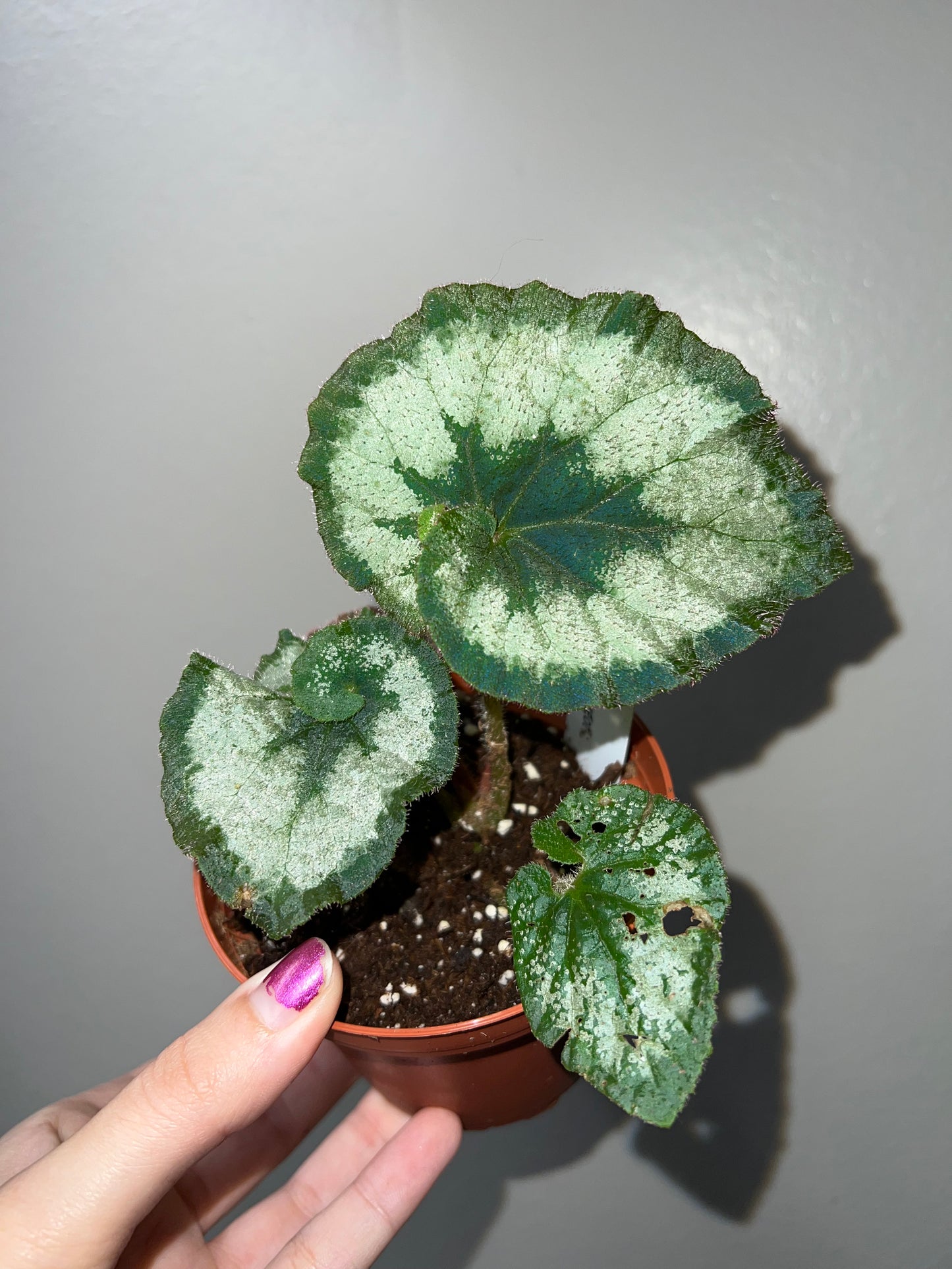 4” Begonia Escargot