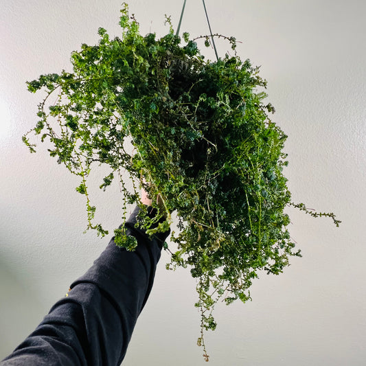 8” Rainbow Fern Selaginella