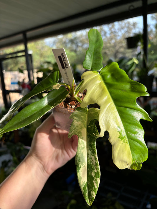 3” Philodendron Florida Beauty X Tortum (Variegated)