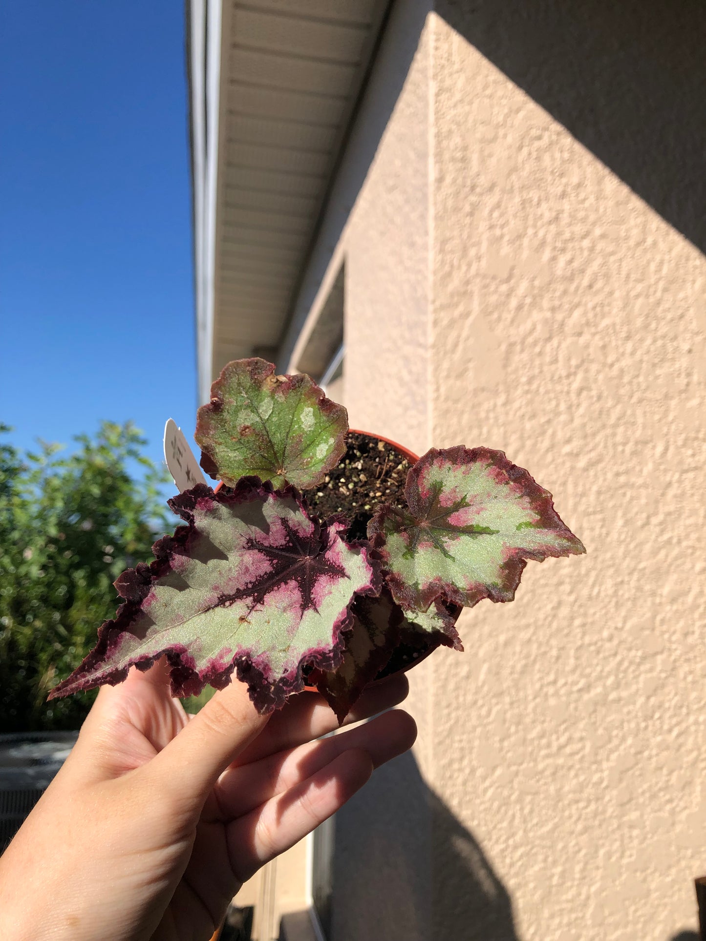4” Begonia Flame Song