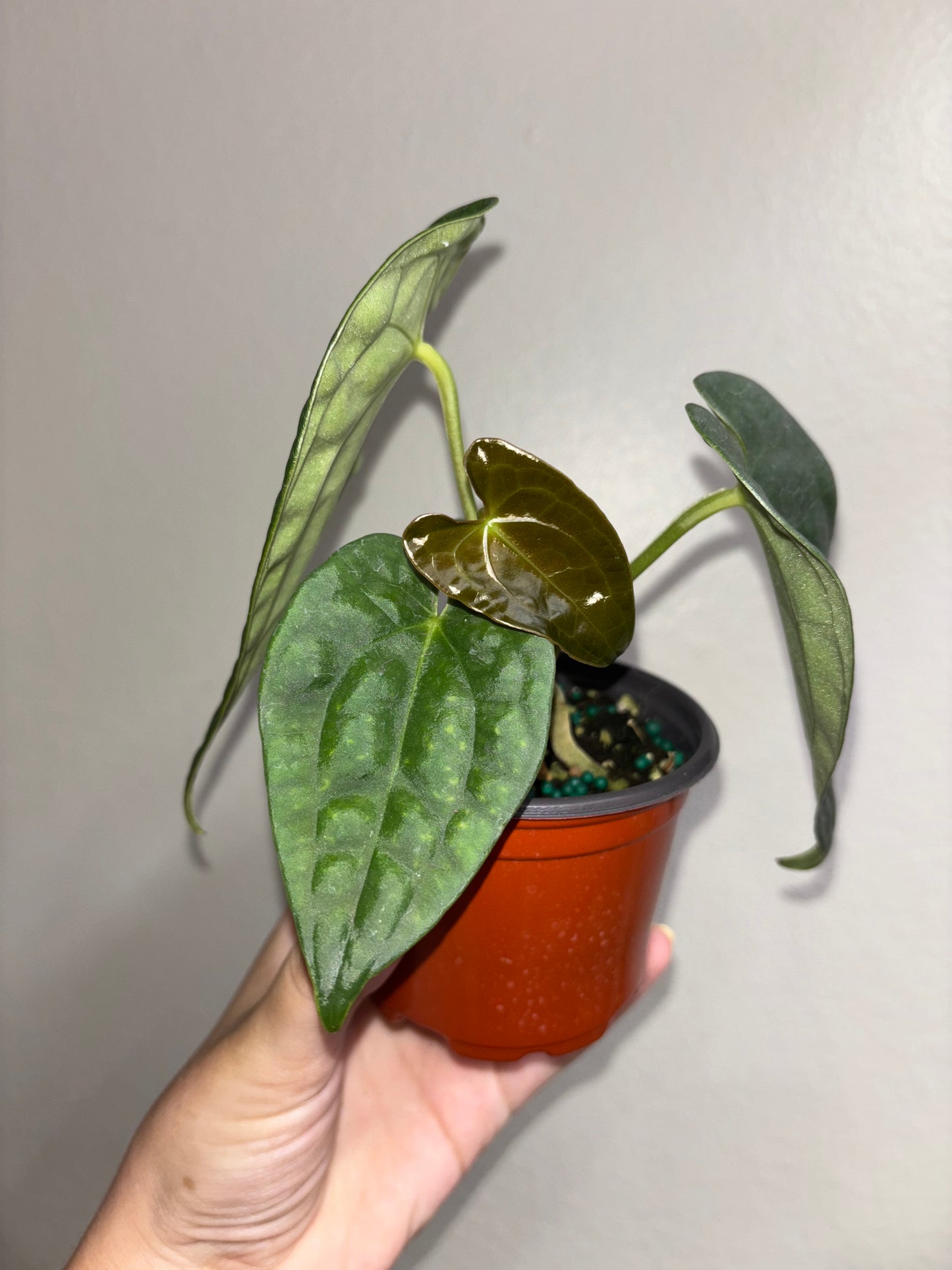 4” Anthurium Luxurians