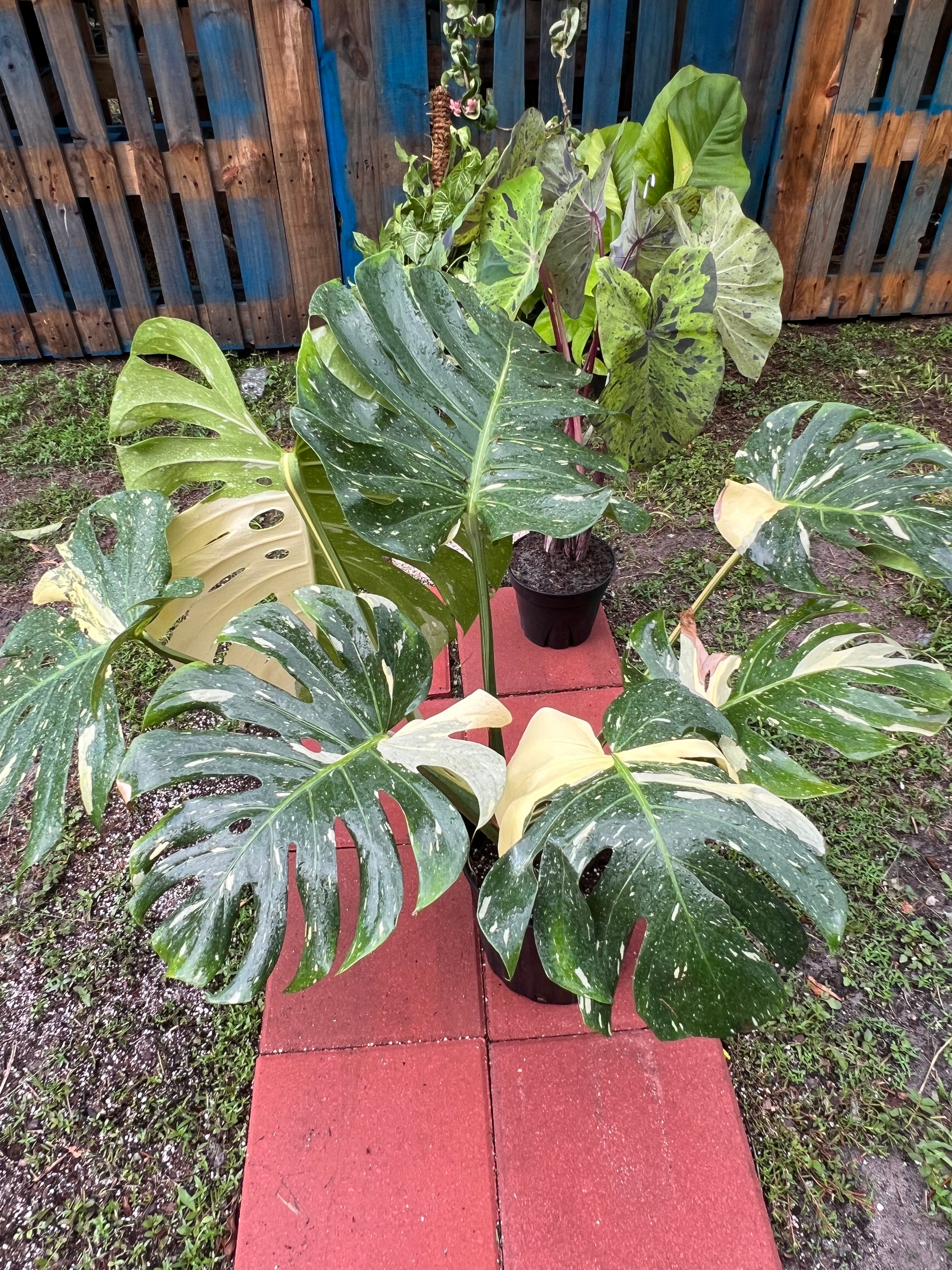 Thai Constellation Monstera - Thai discount 10-1011