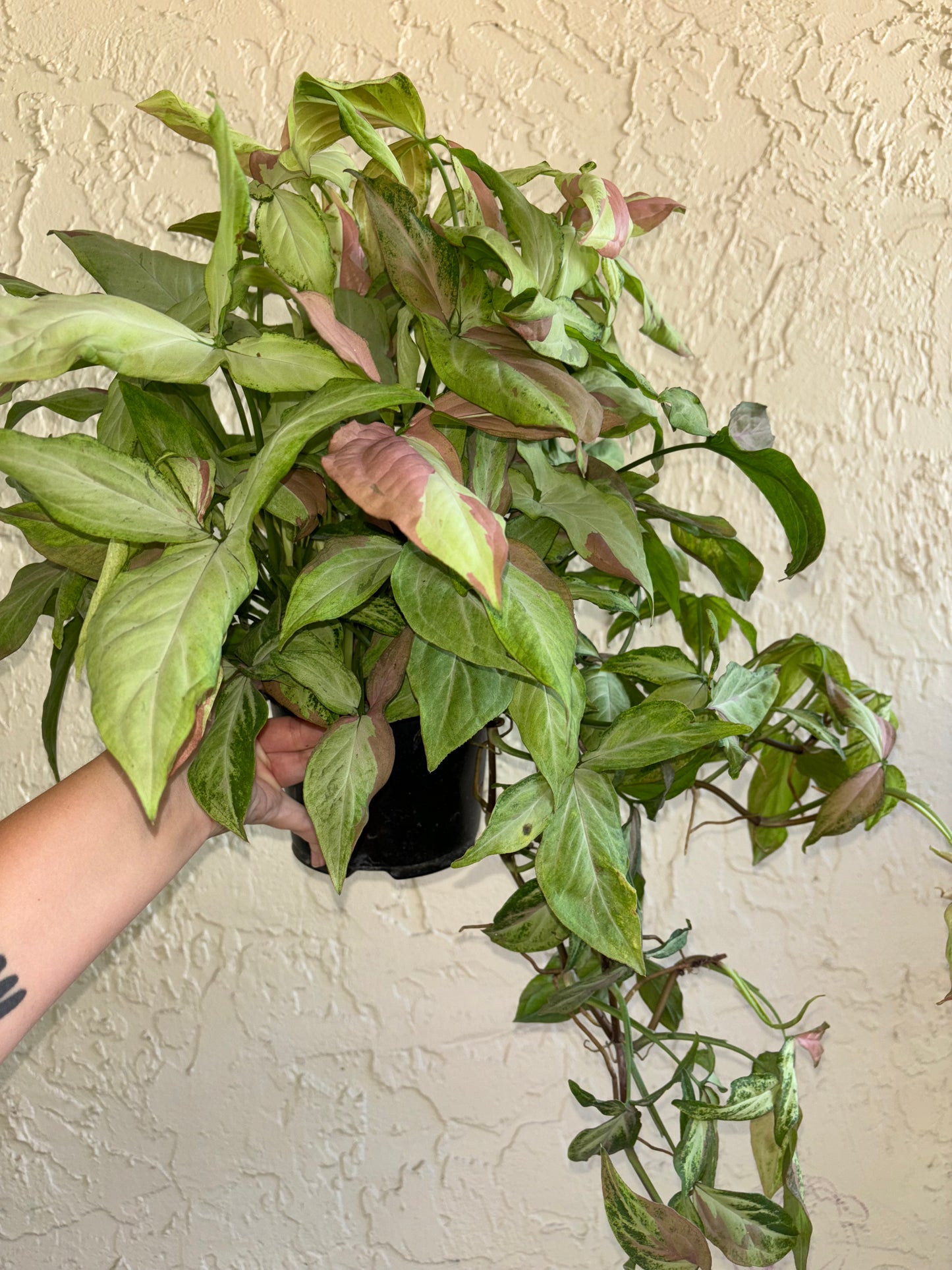 6” Syngonium Strawberry Milk