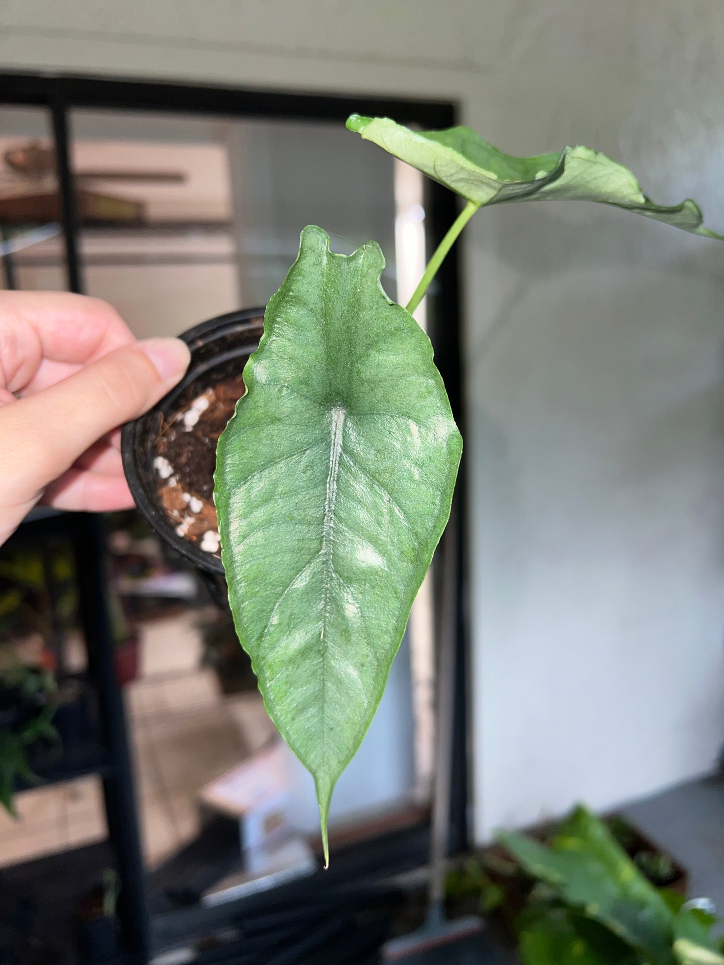 4” Alocasia Dragons Breath