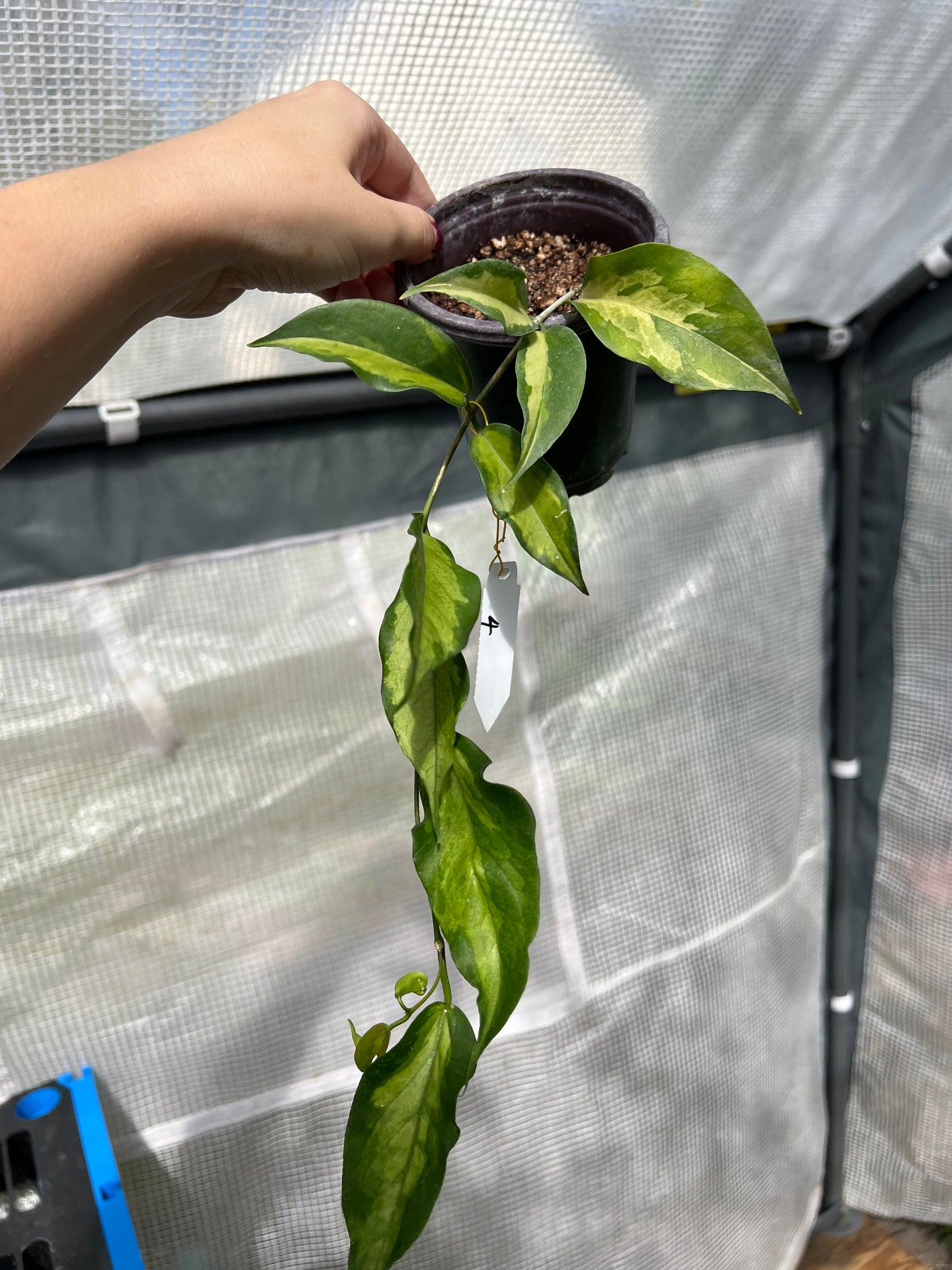 4” Hoya Kenejiana Variegata