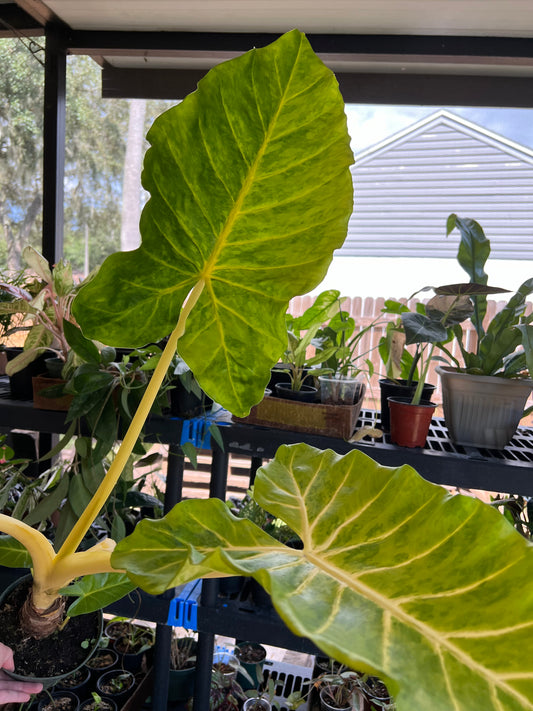 6” Alocasia Lutea