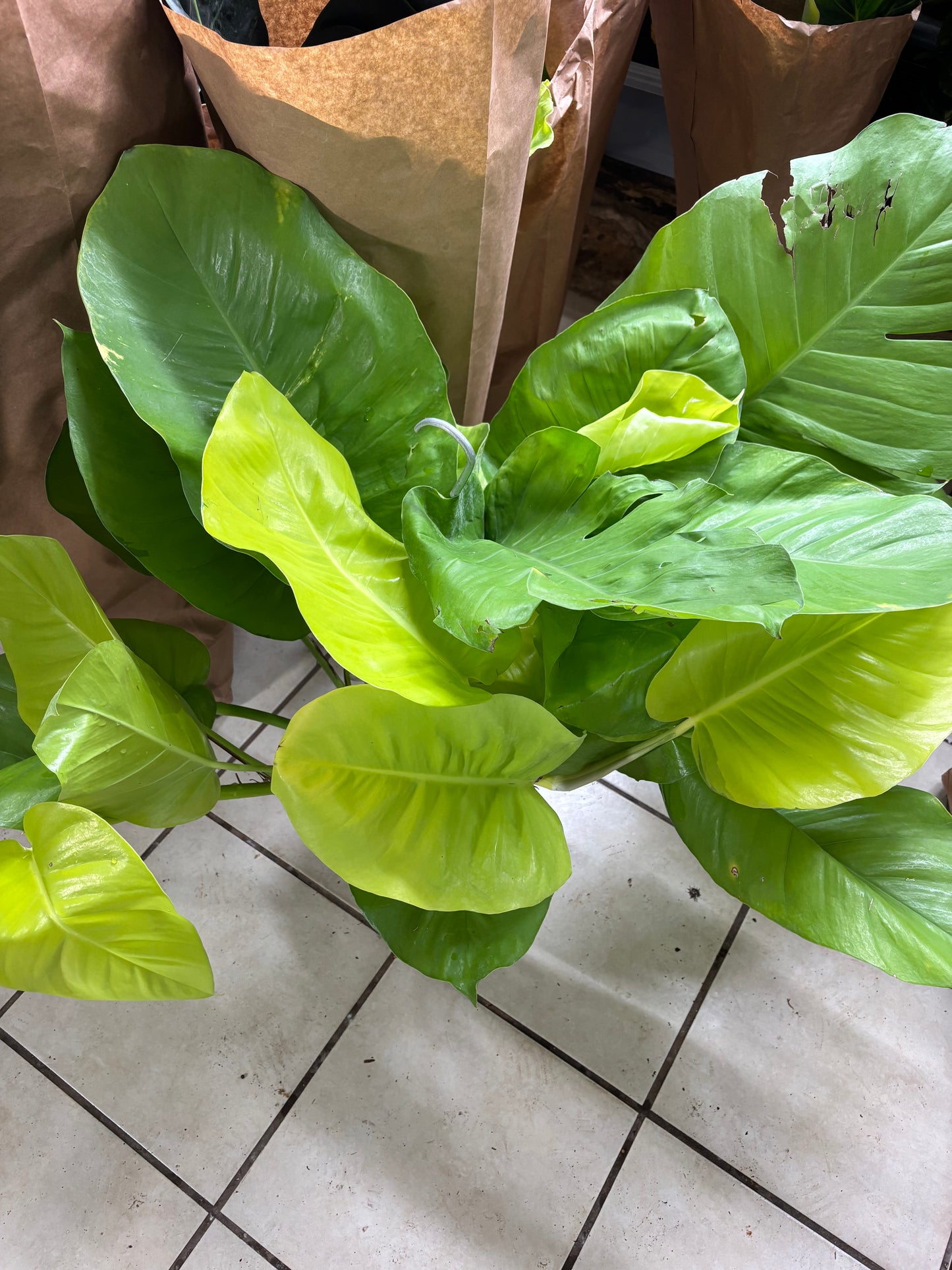 8” GIANT Neon Pothos