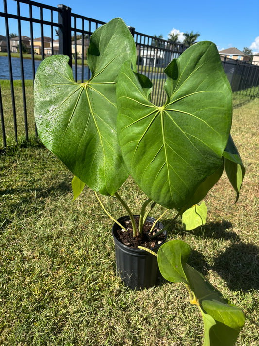 8” Anthurium Faustmirande