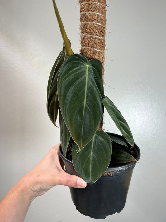 6” Philodendron Melanochrysum Pole