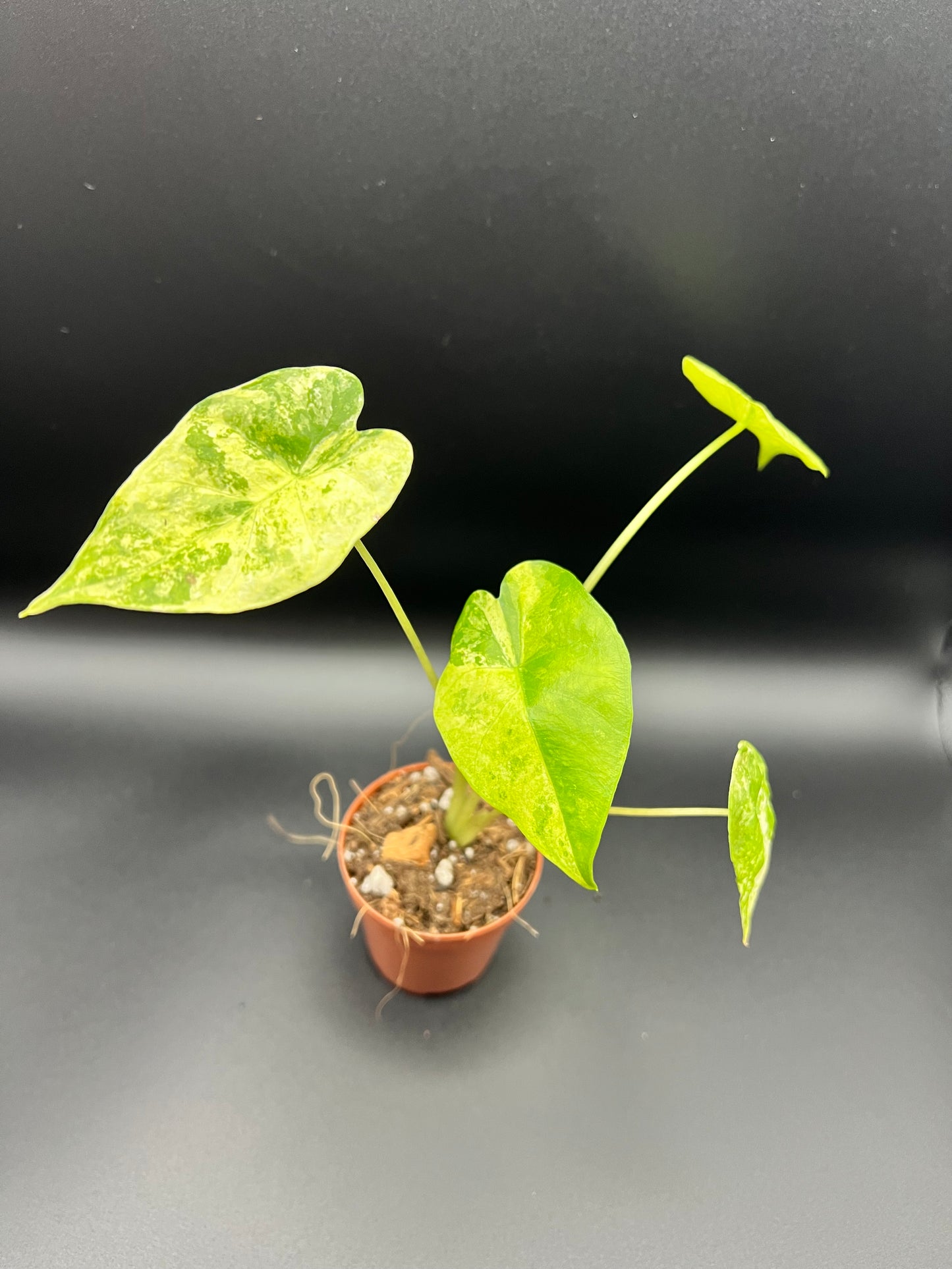 CORMS: Alocasia Odora Batik Tricolor