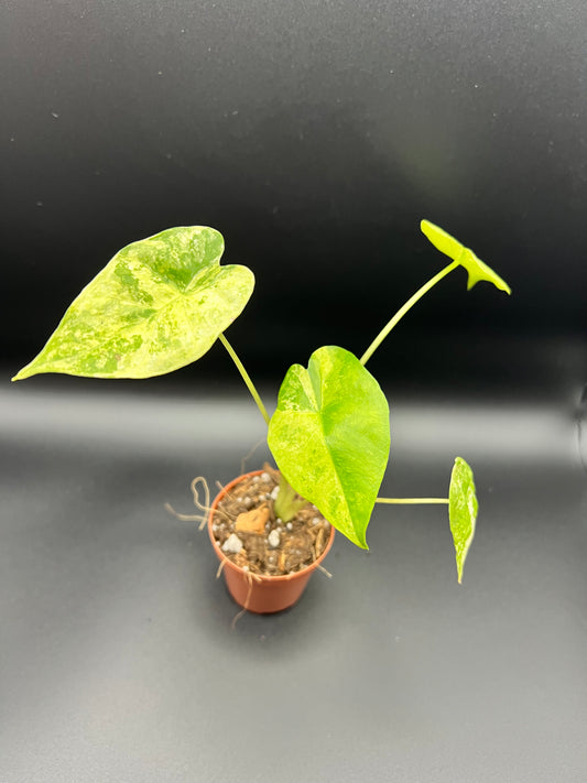 CORMS: Alocasia Odora Batik Tricolor