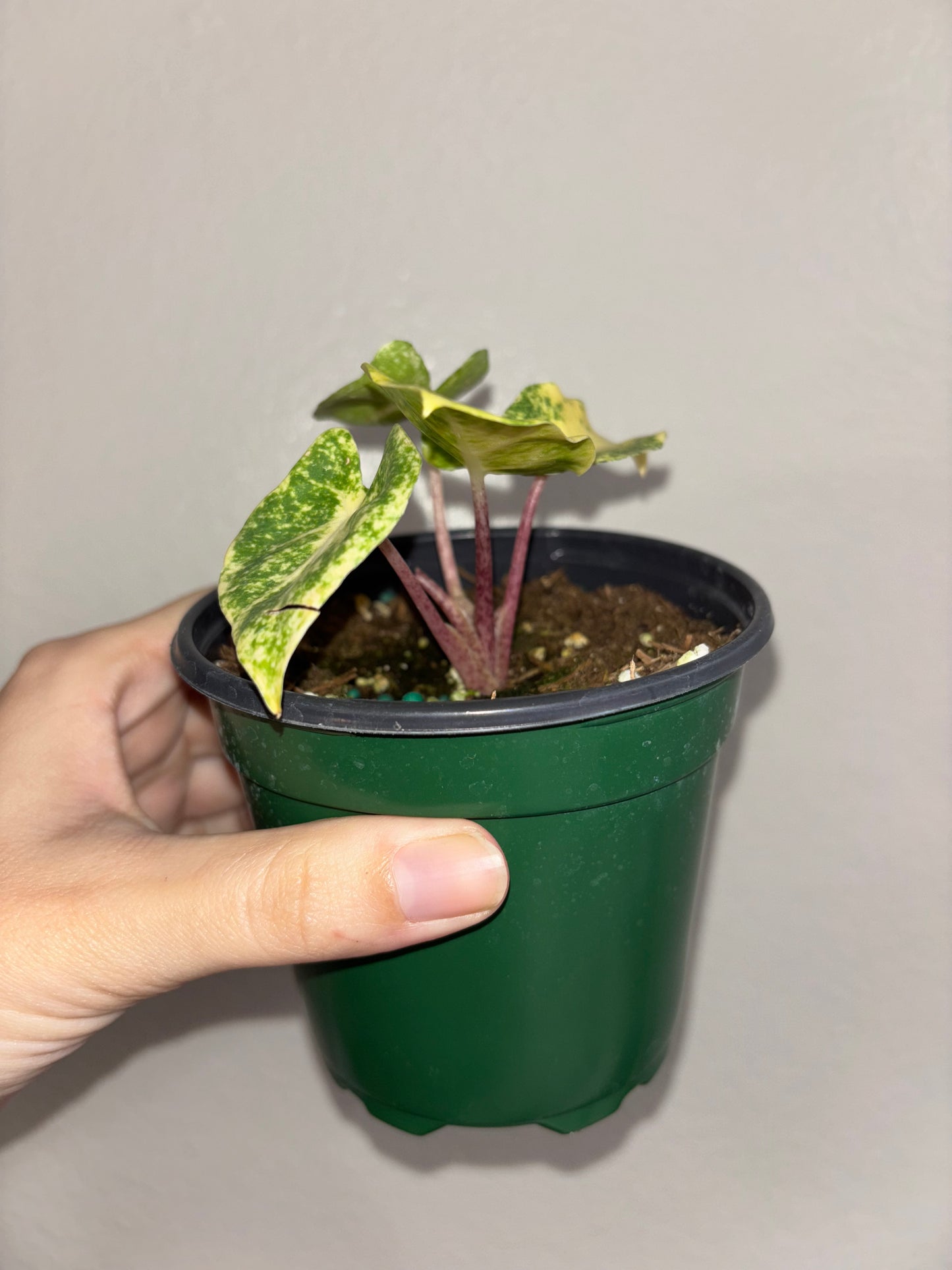 4” Alocasia Guinea Gold