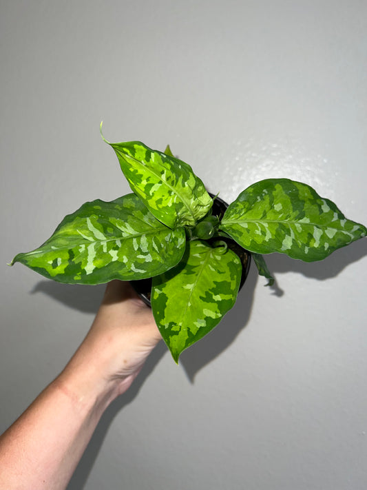 4” Aglaonema Pictum Tricolor