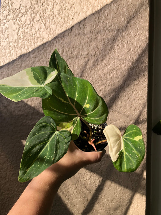 4” Philodendron Gloriosum Variegated Type 2