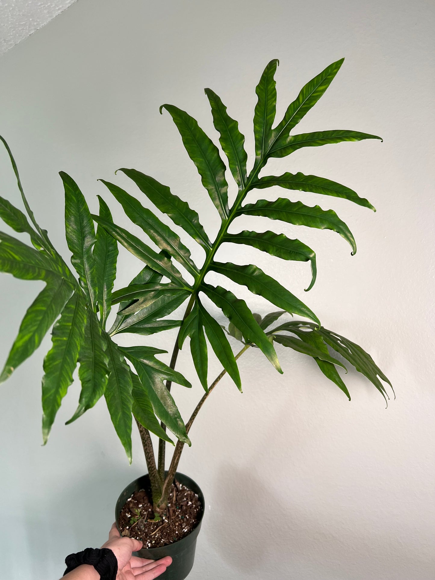 6” Alocasia Brancifolia Serpents Tail