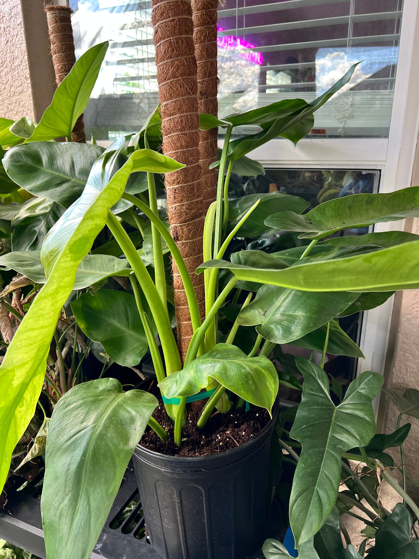 8” Philodendron Jose Buono Totem