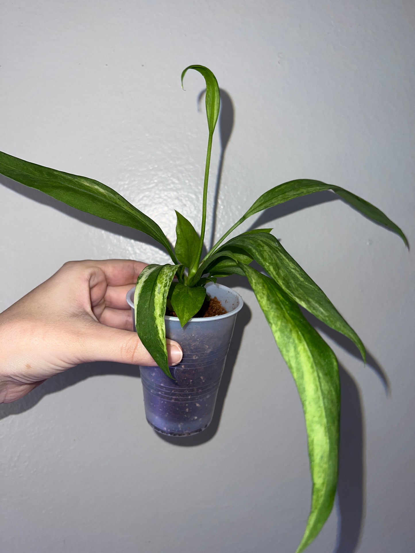 3” Anthurium Vittarifolium Variegated