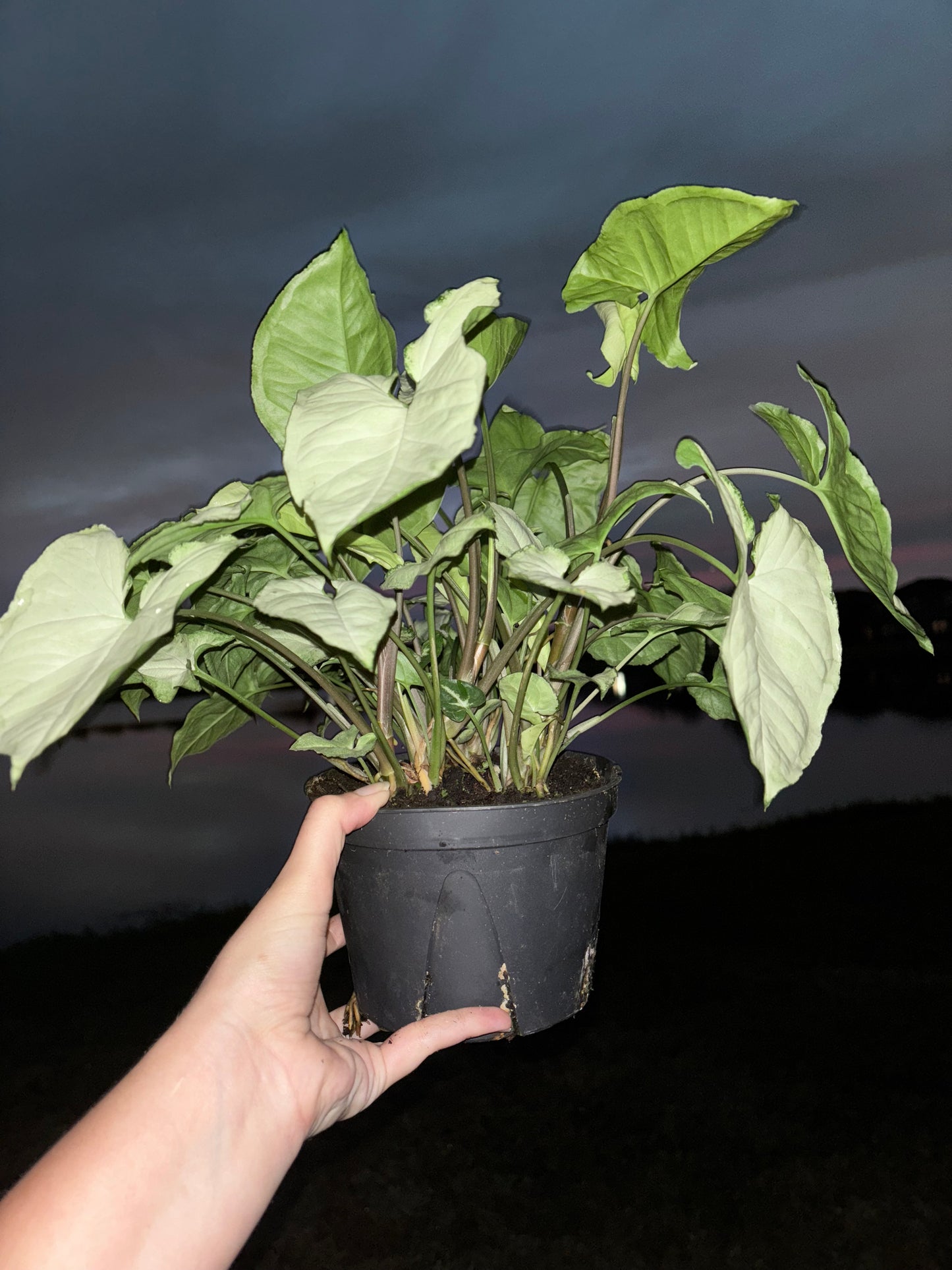 6” Syngonium Marble