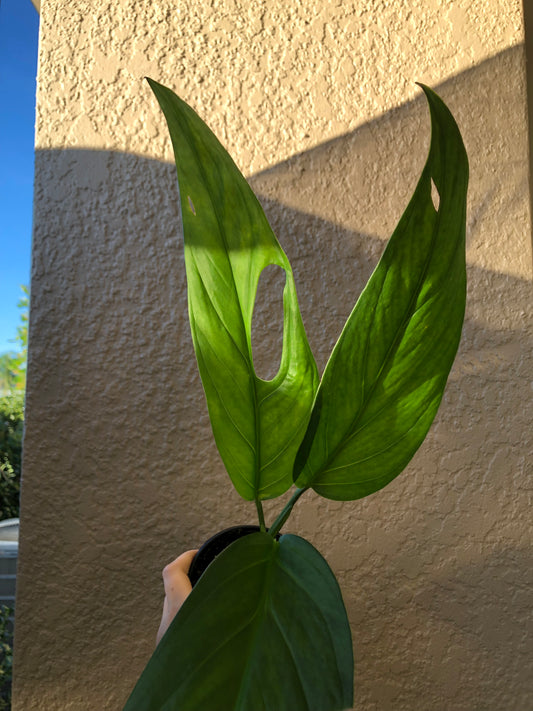 4” Monstera Obliqua Columbia